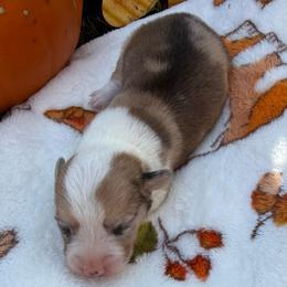 Merle - Red merle and white male American Corgi puppy in Stillwater, Oklahoma from Steele Family Farms