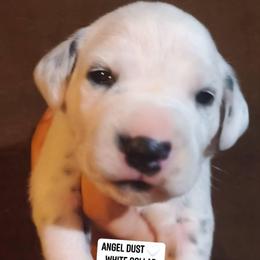 Angel Dust (White Collar Female) - White and black female Dalmatian puppy in Raymondville, Missouri from Wagner's Dalmatian's