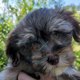 Boy 4 - male Havanese puppy in Mocksville, North Carolina from A New Hope Havanese