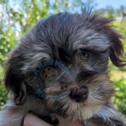 Boy 4 - male Havanese puppy in Mocksville, North Carolina from A New Hope Havanese
