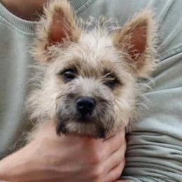 Cairn Terriers from Abundant Grace Cairn Terriers