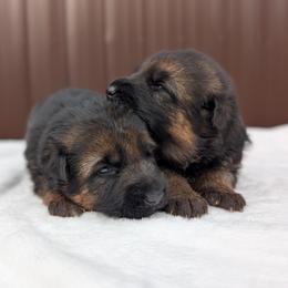 Ladybug Vom Legacy - Black and red female German Shepherd puppy in Kingsley, Michigan from Legacy German Shepherds