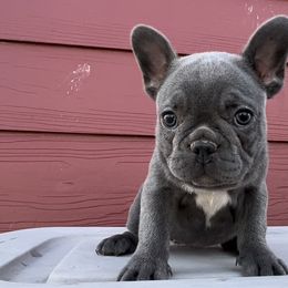 French Bulldog and Pembroke Welsh Corgi Puppies from Drea M Companion Puppies