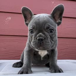 French Bulldog and Pembroke Welsh Corgi Puppies from Drea M Companion Puppies