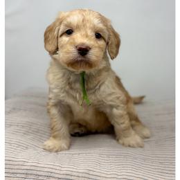 Beldi - Caramel male Australian Labradoodle puppy in Sacramento, California from Little Farmstead Labradoodles