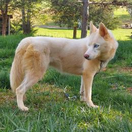 Gemini - Siberian Husky