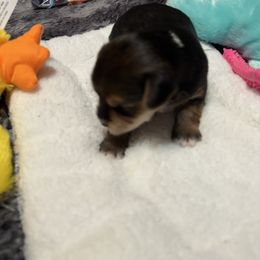 Izzy - Black and gold female Yorkshire Terrier puppy in Brandenburg, Kentucky from Lil Amazing Paws Yorkshire Terriers