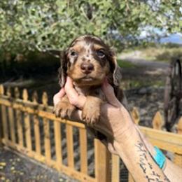 Rex - Dapple male Dachshund puppy in Delta, Colorado from Weinderful Dachshunds