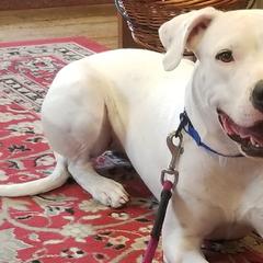 Dogo Argentinos from Pack Logic K9