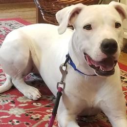 Dogo Argentinos from Pack Logic K9