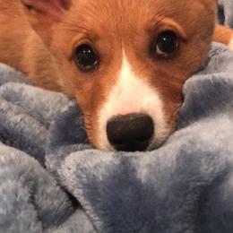 Pembroke Welsh Corgi Puppies from Early Spring Corgis