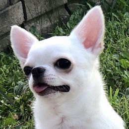 Diamond - Chihuahua