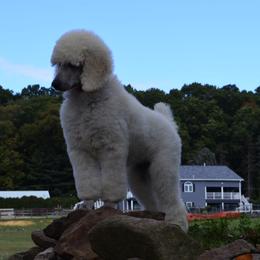 Poodle Puppies from D and D Standard Poodles