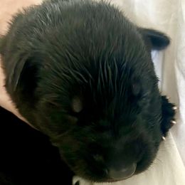 Yellow Girl - Black and red female German Shepherd puppy in Rolesville, North Carolina from Ransomshire Shepherds
