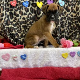 Boxer Puppies from Beans Creek Boxers - Bohnen Bach