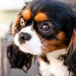 Bernedoodles, Cavalier King Charles Spaniels, Cavapoos, and Poodles from Dinky Doo Doodles