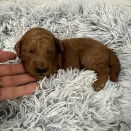 Daisy's Yellow Collar Girl 2150.00 - Red  female Goldendoodle puppy in Alvin, Texas from JP Southern Doodles