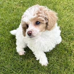 James - Parti male Poodle puppy in Lompoc, California from Canyon Spring Ranch Poodles