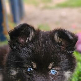 Pomsky Puppies from VooDoux Farms