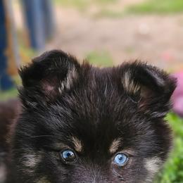 Pomsky Puppies from VooDoux Farms
