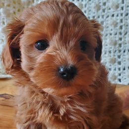Mr. Blue - Apricot male Schnoodle puppy in Leitchfield, Kentucky from Eveleigh Acres Puppies