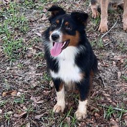 Toy Australian Shepherd All Grown Up from Shaw Nuff’s Kennels II