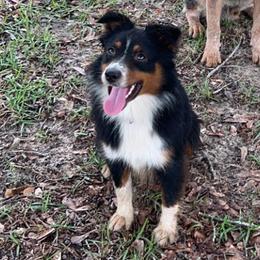 Toy Australian Shepherd All Grown Up from Shaw Nuff’s Kennels II