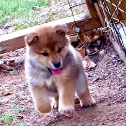 Ahsoka - Red female Shiba Inu puppy in Greer, South Carolina from Crescent Moon Shibas