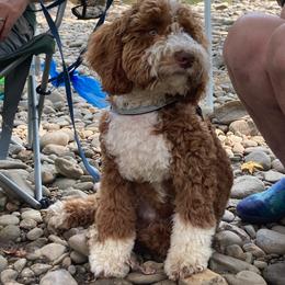 Henry - Goldendoodle