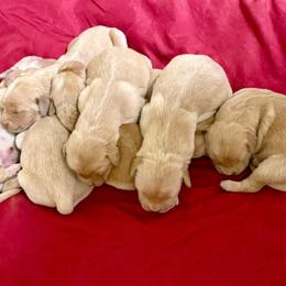 Caramel - Golden female Golden Retriever puppy in Doniphan, Missouri from Stockford’s Golden Retrievers