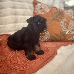 Betsy - Black and silver female Miniature Schnauzer puppy in Yorktown, Texas from Snanzzy Minature Schnauzers