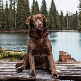 Gloria - Labrador Retriever