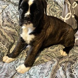 Boxer Puppies from Von Royal Dell’Infinite