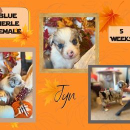 Puppy 6 - Blue merle female Miniature American Shepherd puppy in Ellensburg, Washington from Wiggle Rump Ranch