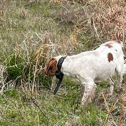 Brittanys, German Shorthaired Pointers, and Labrador Retrievers from SlickRock Retrievers