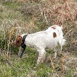 Brittanys, German Shorthaired Pointers, and Labrador Retrievers from SlickRock Retrievers