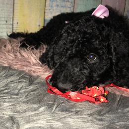 Goldendoodle Puppies from Zeusthemoosedoodles