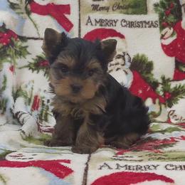 Ace - Blue and gold male Yorkshire Terrier puppy in Pinellas Park, Florida from Silversands Yorkshire Terriers