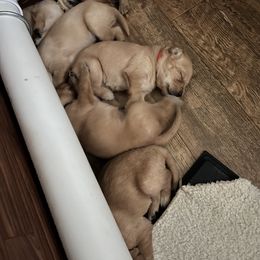 Labrador Retriever Puppies from Jensen’s Fox Red Labs