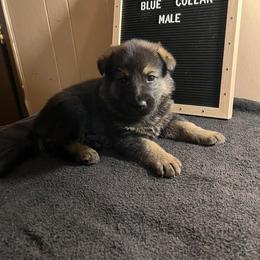 German Shepherd Puppies from Janices AKC German Sheperds LLC