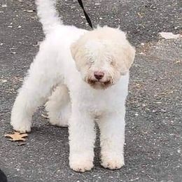 Lagotto Romagnolo and Pointer Puppies from RaceCity