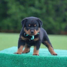 Hublot - Black and mahogany male Rottweiler puppy in Uniontown, Alabama from CedarBluff Rottweilers