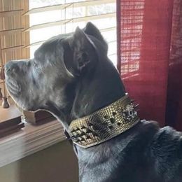 Max - Cane Corso
