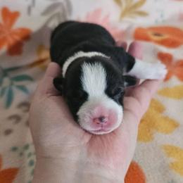 Lady - Black and tan female Pembroke Welsh Corgi puppy in Deming, New Mexico from Dragon Ridge Corgis