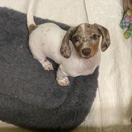 Piper - Dachshund