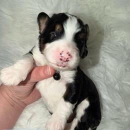 Mittens - Tri-color male Bernedoodle puppy in Beecher, Illinois from Erica’s Doodles