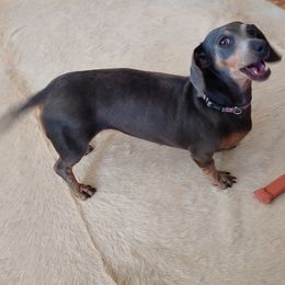 Chantilly - Dachshund