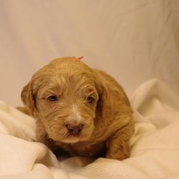Churro (Orange collar) - Cream male Goldendoodle puppy in Seattle, Washington from Dream Lake Doodles