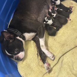 Female - Black and white female Boston Terrier puppy in Mc Donough, Georgia from Ballard Boston Terriers