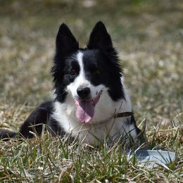 Squirt - Border Collie